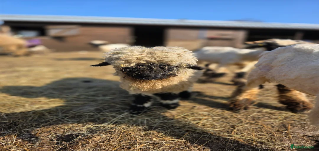 Gallery Image {{count}}