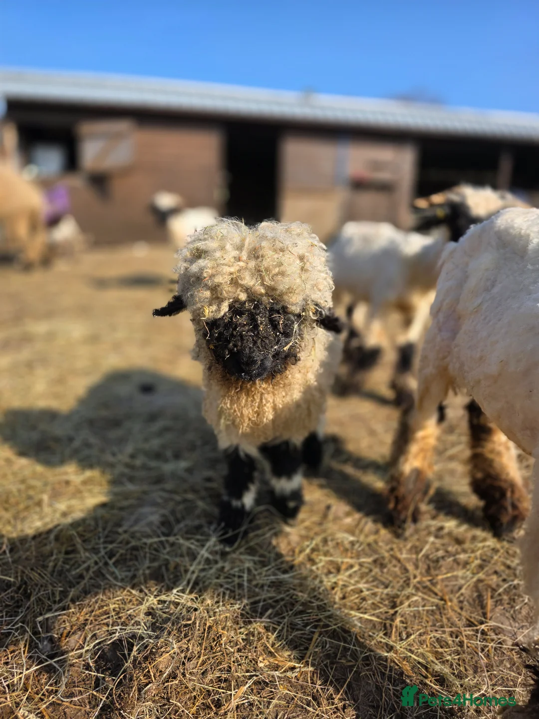 Gallery Image {{count}}