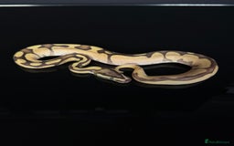 Python Snake reptiles for sale: Royal pythons  - Image 15