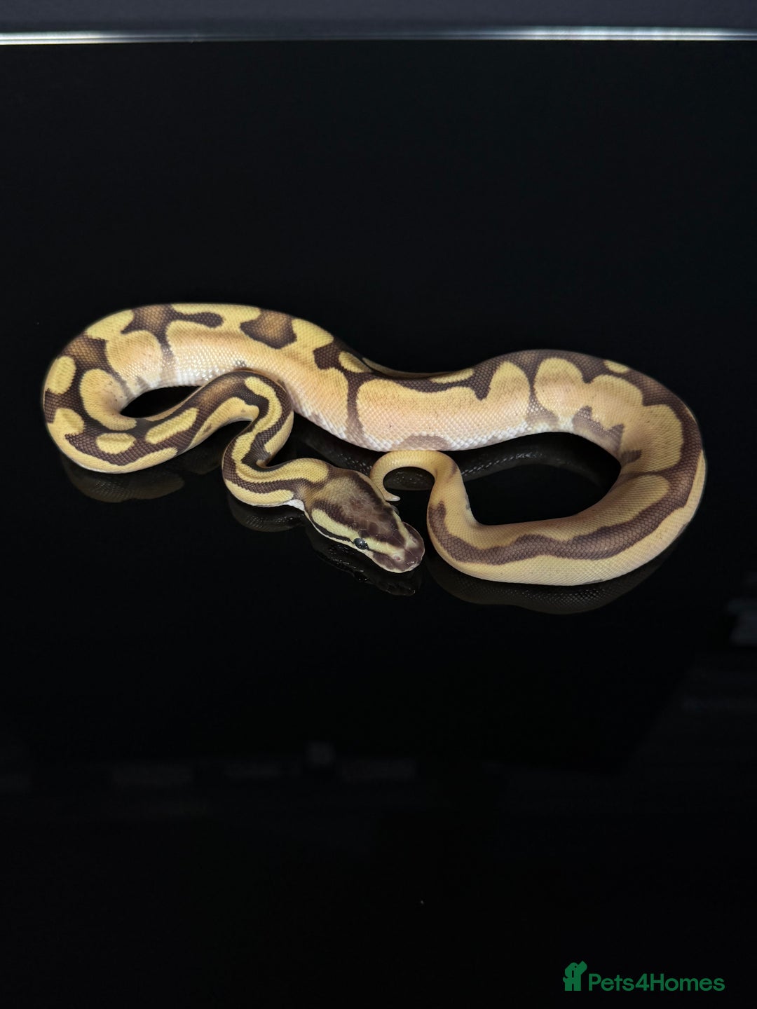 Python Snake reptiles for sale: Royal pythons  - Image 15