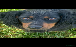 Cockapoo dogs for sale: Cockapoo puppies F1 READY TO LEAVE 🏡🥰 in Leicester - Image 34