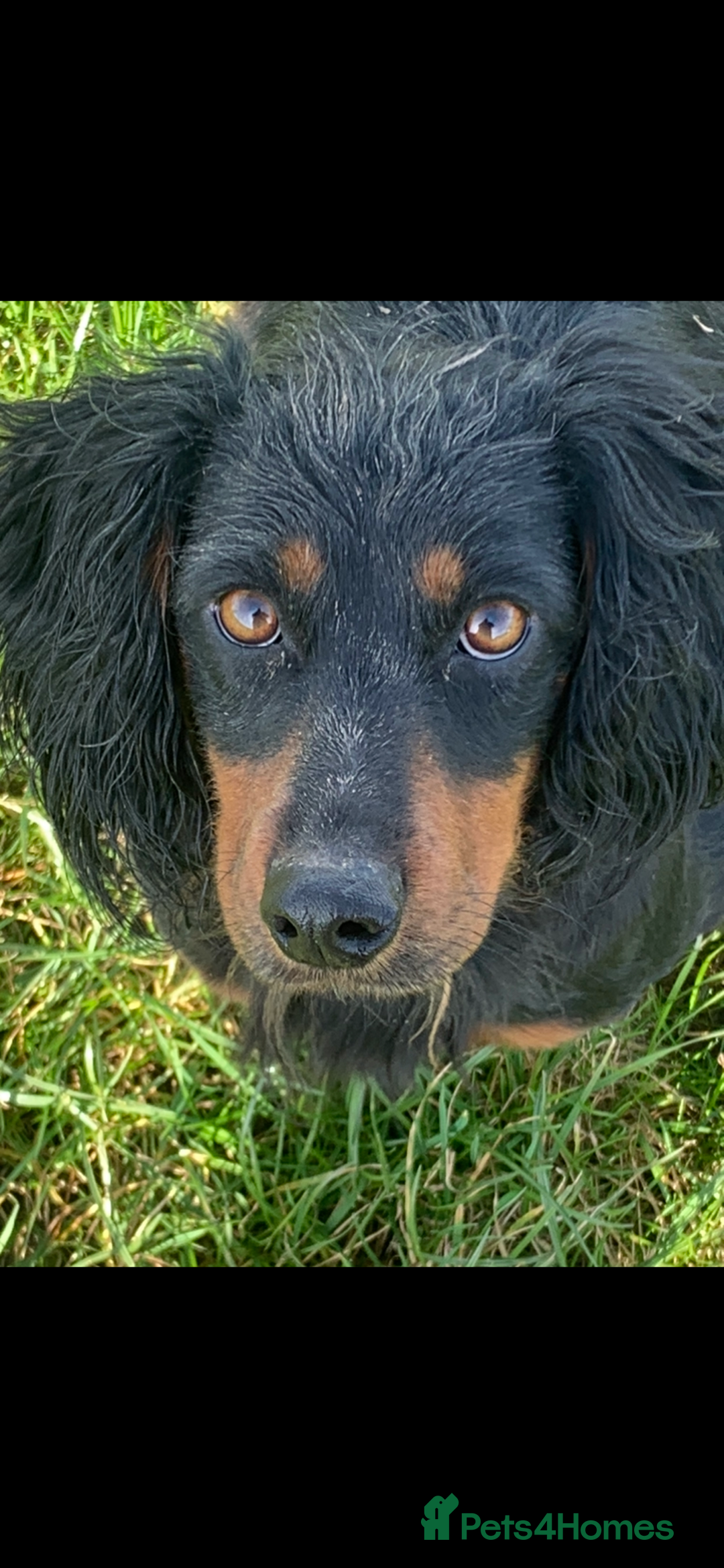 Cockapoo dogs for sale: Cockapoo puppies F1 READY TO LEAVE 🏡🥰 in Leicester - Image 34