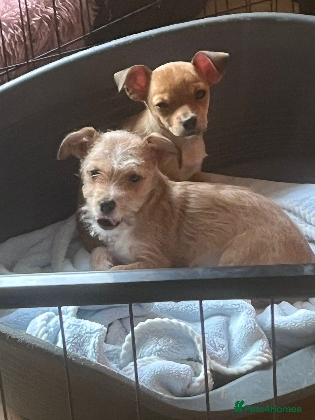 Chihuahua dogs for sale: Puppies  - Advert 4