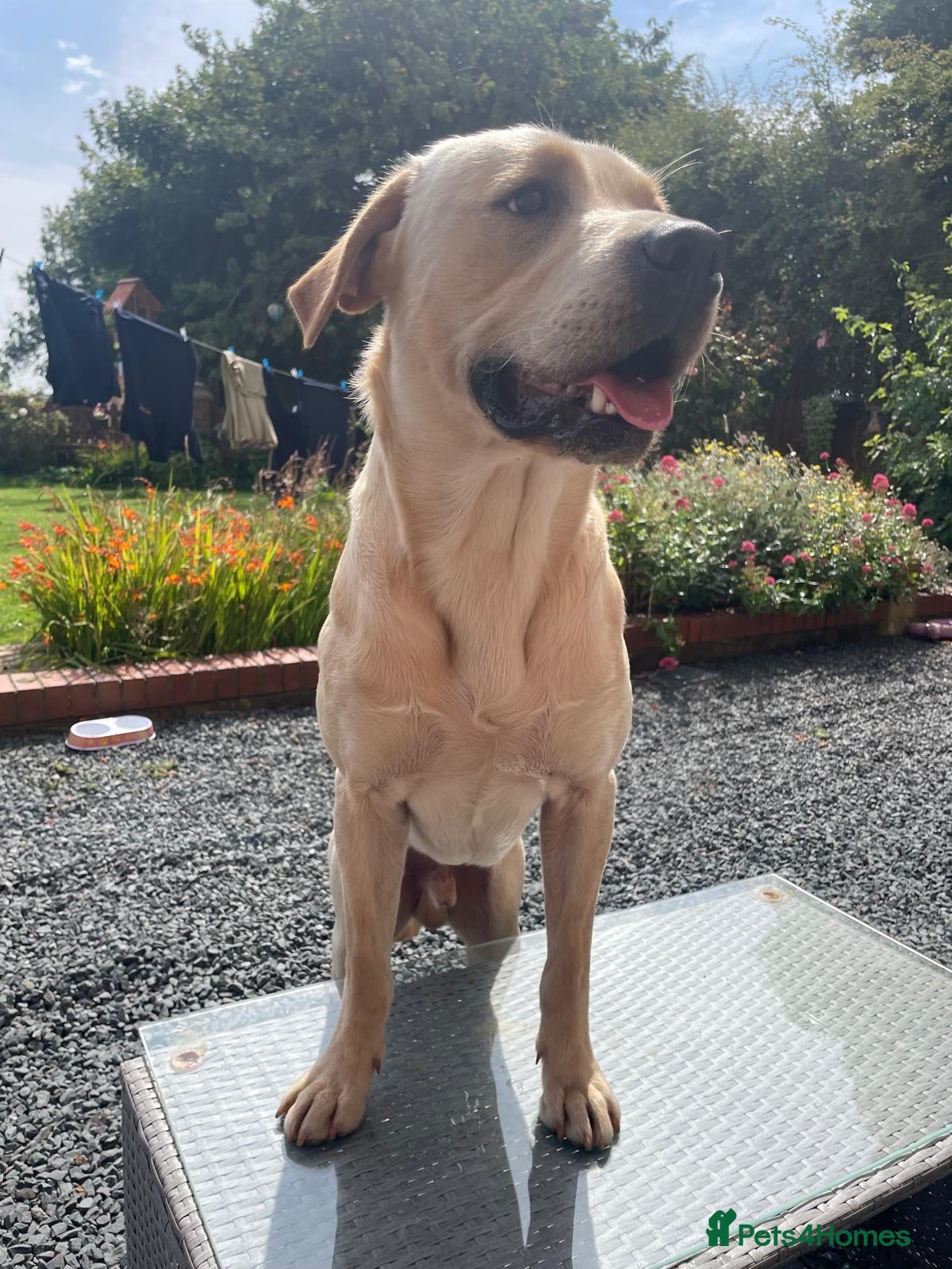 Labrador Retriever dogs Labrador retriever stud  in Hartlepool - Advert 14