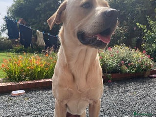 Labrador Retriever dogs Labrador retriever stud in Hartlepool - Advert 2