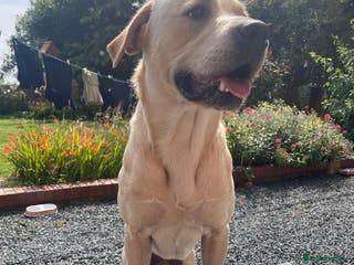 Labrador Retriever dogs for stud: Labrador retriever stud in Hartlepool - Advert 2