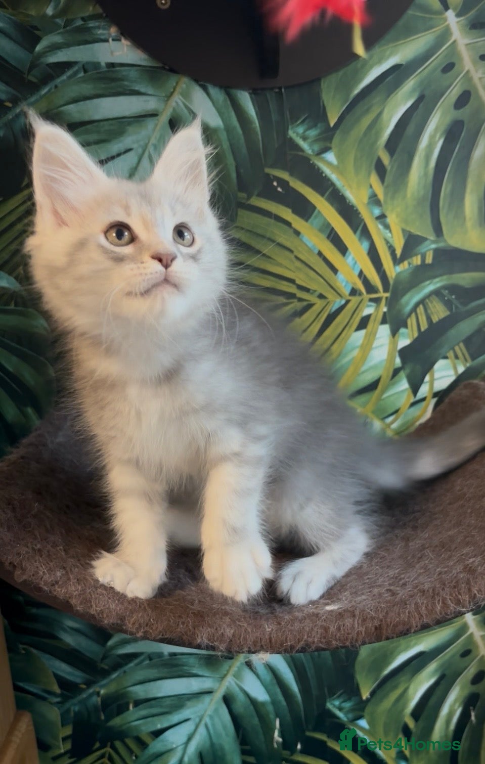 Maine Coon cats Tica registered polydactyl Maine coons  - Advert 18