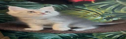Maine Coon cats for sale: Tica registered polydactyl Maine coons  - Advert 9