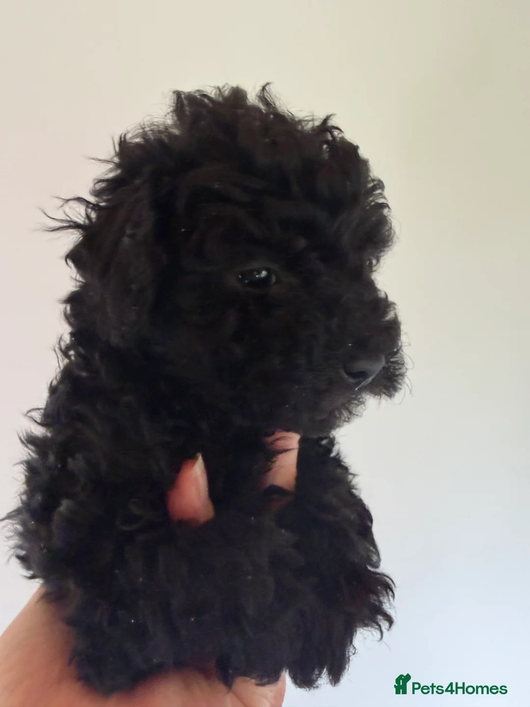Mixed Breed dogs for sale: Poodle puppies - Advert 22