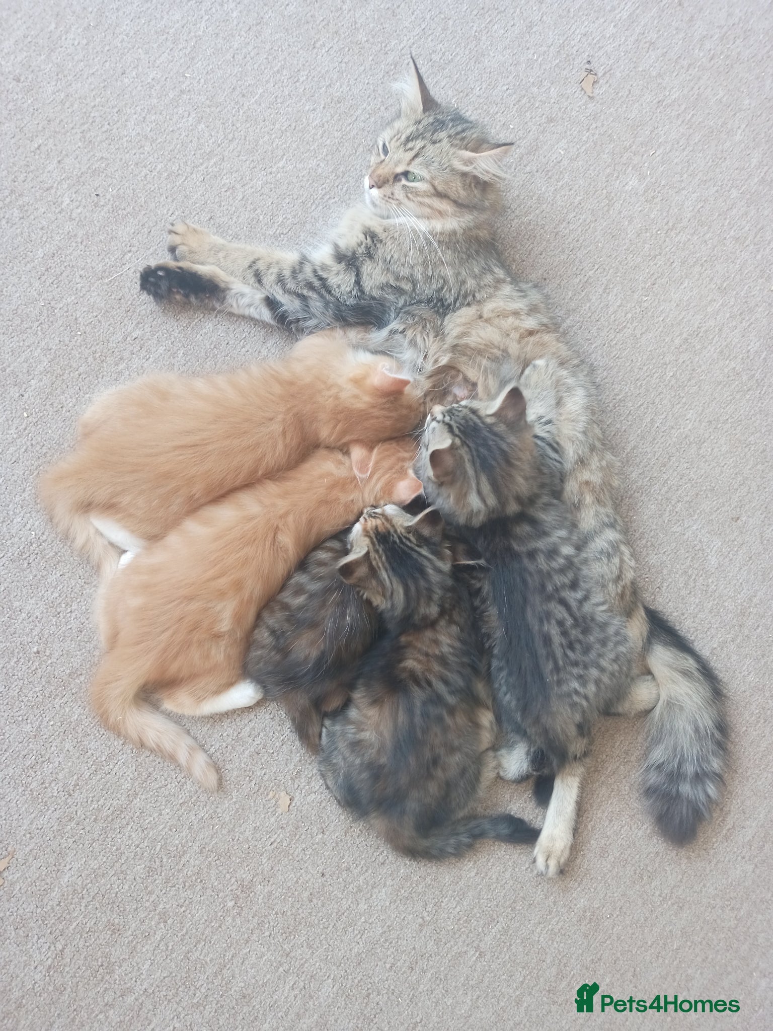 Mixed Breed cats for sale: 🐱 Beautiful Kittens Available 🏡 - Advert 1