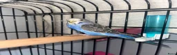 Budgerigars birds for sale: Blue 3 month and half old budgie 🤍 in Keighley - Advert 5