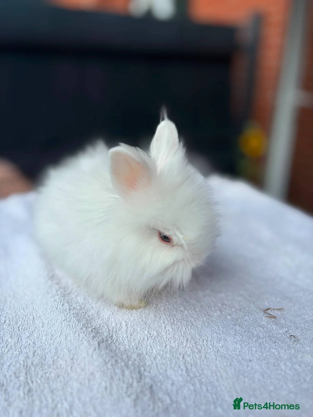 Netherland Dwarf rabbits for sale: Baby rabbits bunnies  - Advert 12