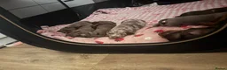 Miniature Dachshund dogs for sale: Miniature Dacshund Puppies  - Advert 9