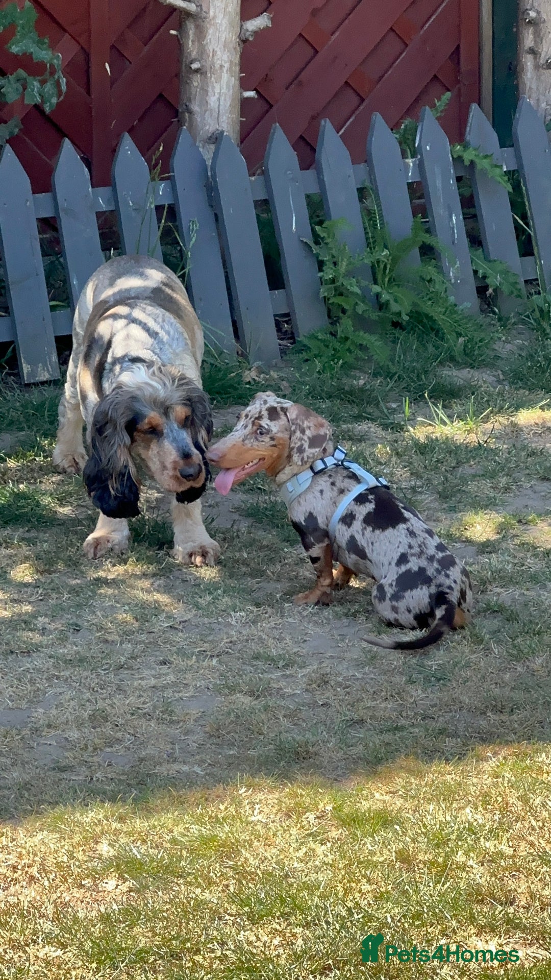 Miniature Dachshund dogs for sale: Miniature Chocolate Dapple Dachshund  - Image 8