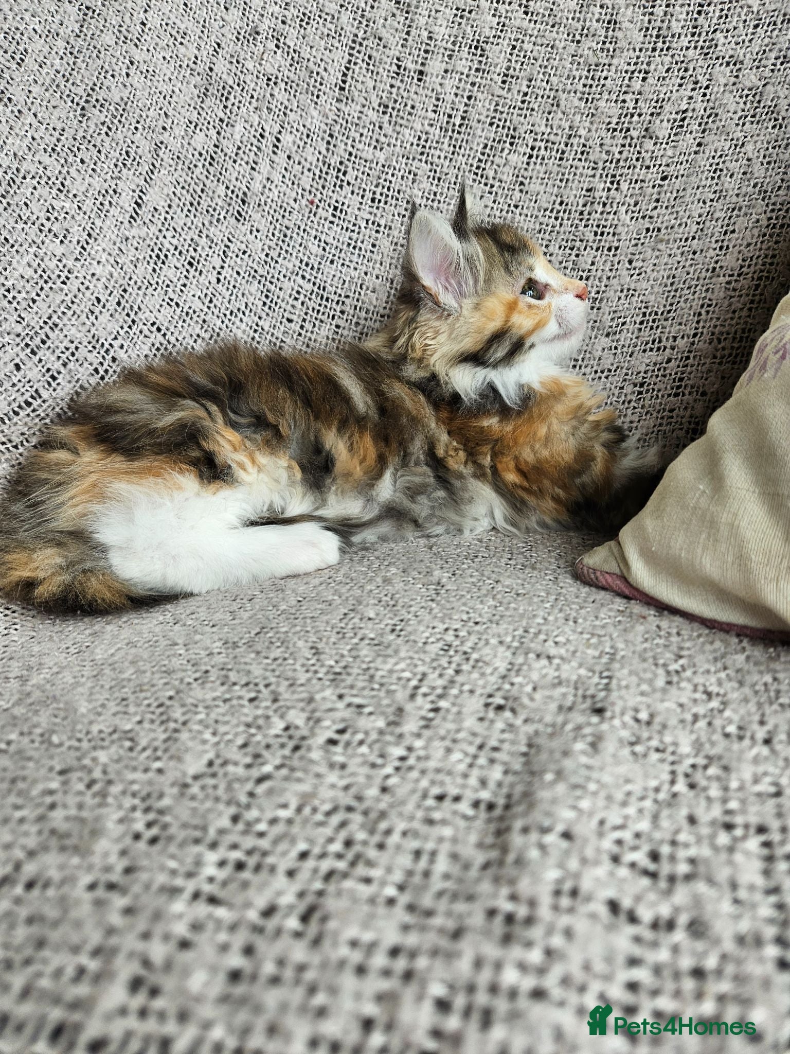 Maine Coon cats Beautiful Maine Coon Kittens - Advert 2