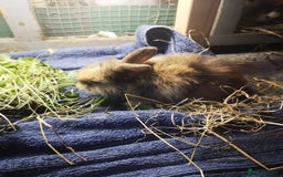 English rabbits for sale: 1 female lionhead baby rabbit bun. - Image 6