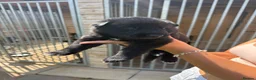 German Shepherd dogs for sale:  German Shepherd puppies - Advert 11