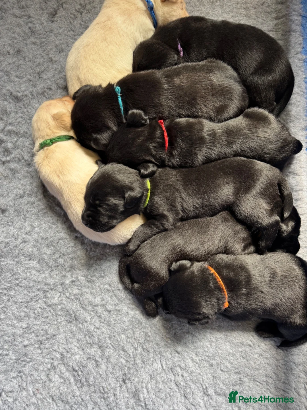 Labrador Retriever dogs for sale: KC registered Labrador pups from top working lines in Rugby - Advert 1