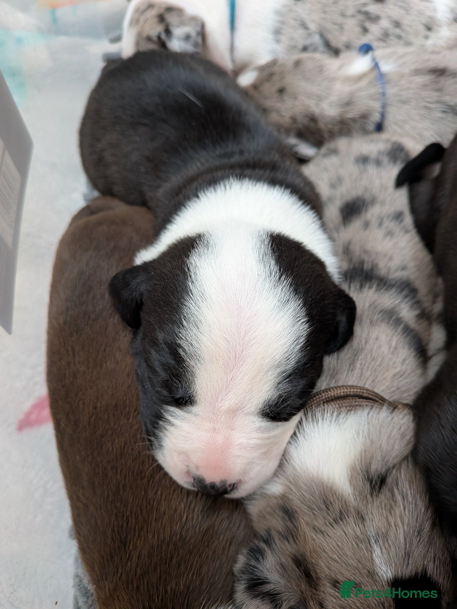 Mixed Breed dogs Borador bully puppies for sale - viewings from 4th - Advert 7