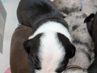 Mixed Breed dogs Borador bully puppies for sale - viewings from 4th - Advert 7