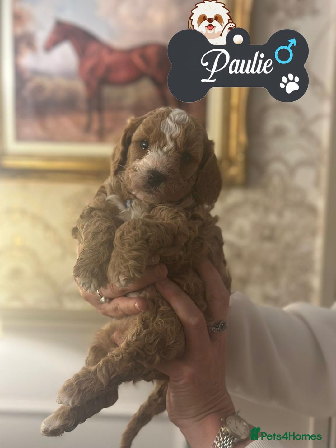 Shihpoo dogs for sale: F1b Shihpoo Puppies - 2 boys, 3 girls  - Advert 5