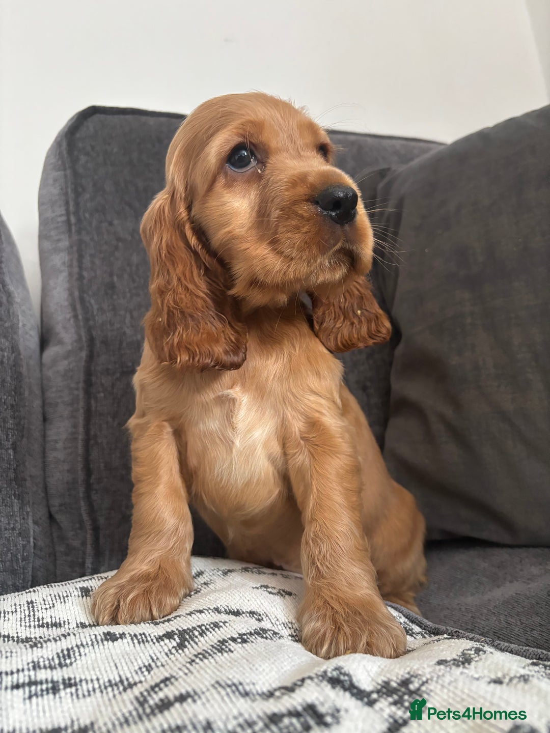 Cocker Spaniel dogs for sale: Beautiful show type cocker spaniel puppies - Image 11