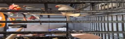 Ringnecks birds for sale: 2 indian Ringneck parakeets in Deal - Advert 3