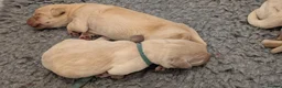 Mixed Breed dogs for sale: Beautiful Golden Labradoodle Doubledoodle Puppies in Nantwich - Advert 26