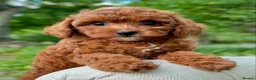 Cavapoo dogs for sale: BEAUTIFUL CAVAPOO PUPPIES NOW AVAILABLE  in Manchester - Advert 2