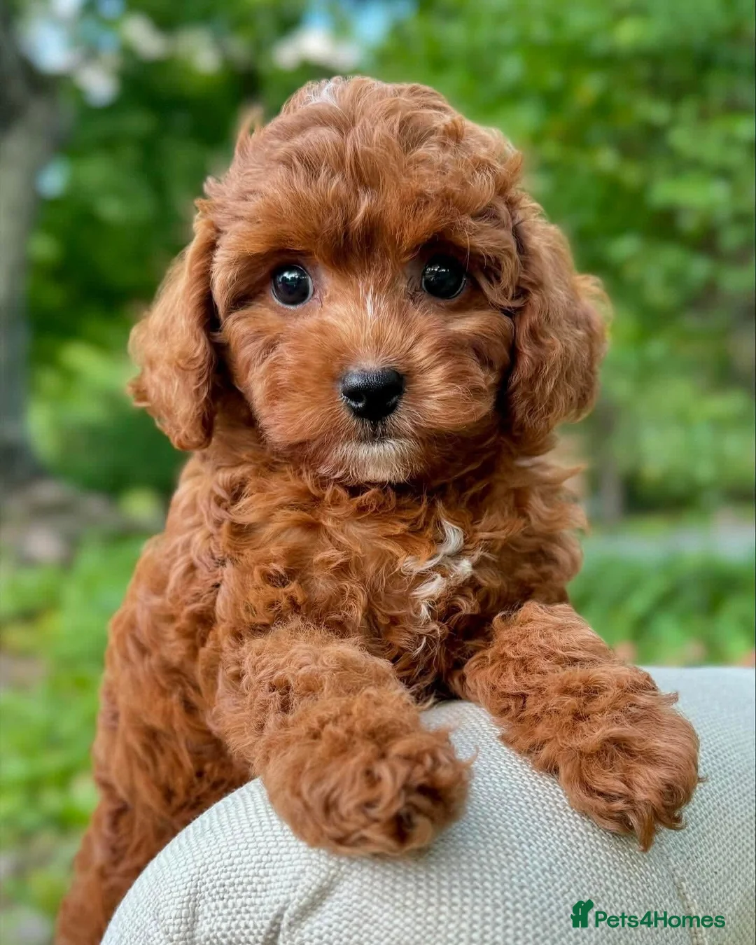 Cavapoo dogs for sale: BEAUTIFUL CAVAPOO PUPPIES NOW AVAILABLE  in Manchester - Advert 2