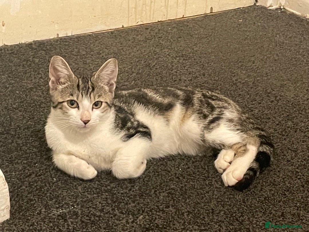 Domestic Shorthair cats for sale: Adorable 9-Week-Old Kittens!  - Image 3