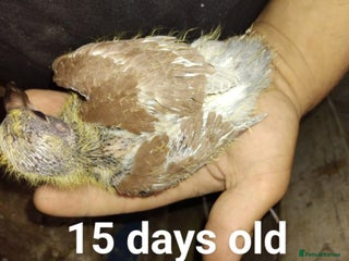 Pigeons birds - Advert 23