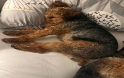 Welsh Terrier dogs for adoption: Sweet Evie looking for LOVE - Image 2