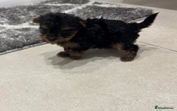 Yorkshire Terrier dogs for sale: Yorkshire terrier puppies  - Image 3