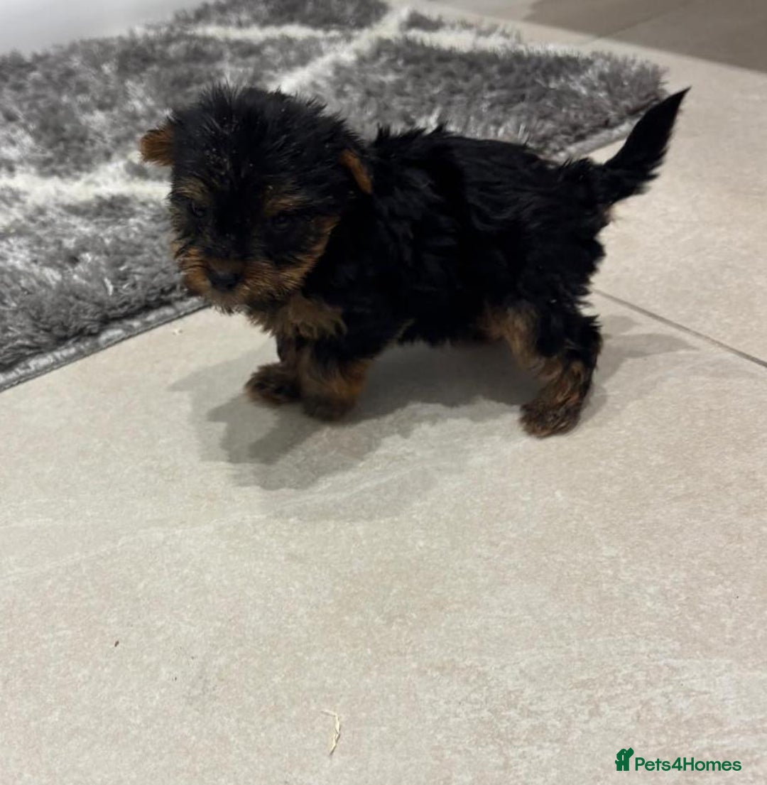 Yorkshire Terrier dogs for sale: Yorkshire terrier puppies  - Image 3