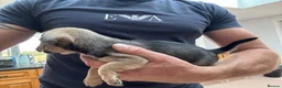 Mixed Breed dogs for sale: Stunning pug x dachshund  in Liskeard - Advert 20