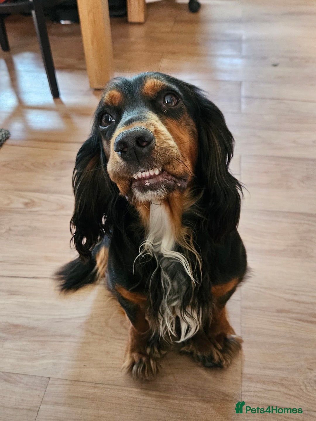 Cocker Spaniel dogs for sale: Working Cocker Spaniel Puppies  - Image 14