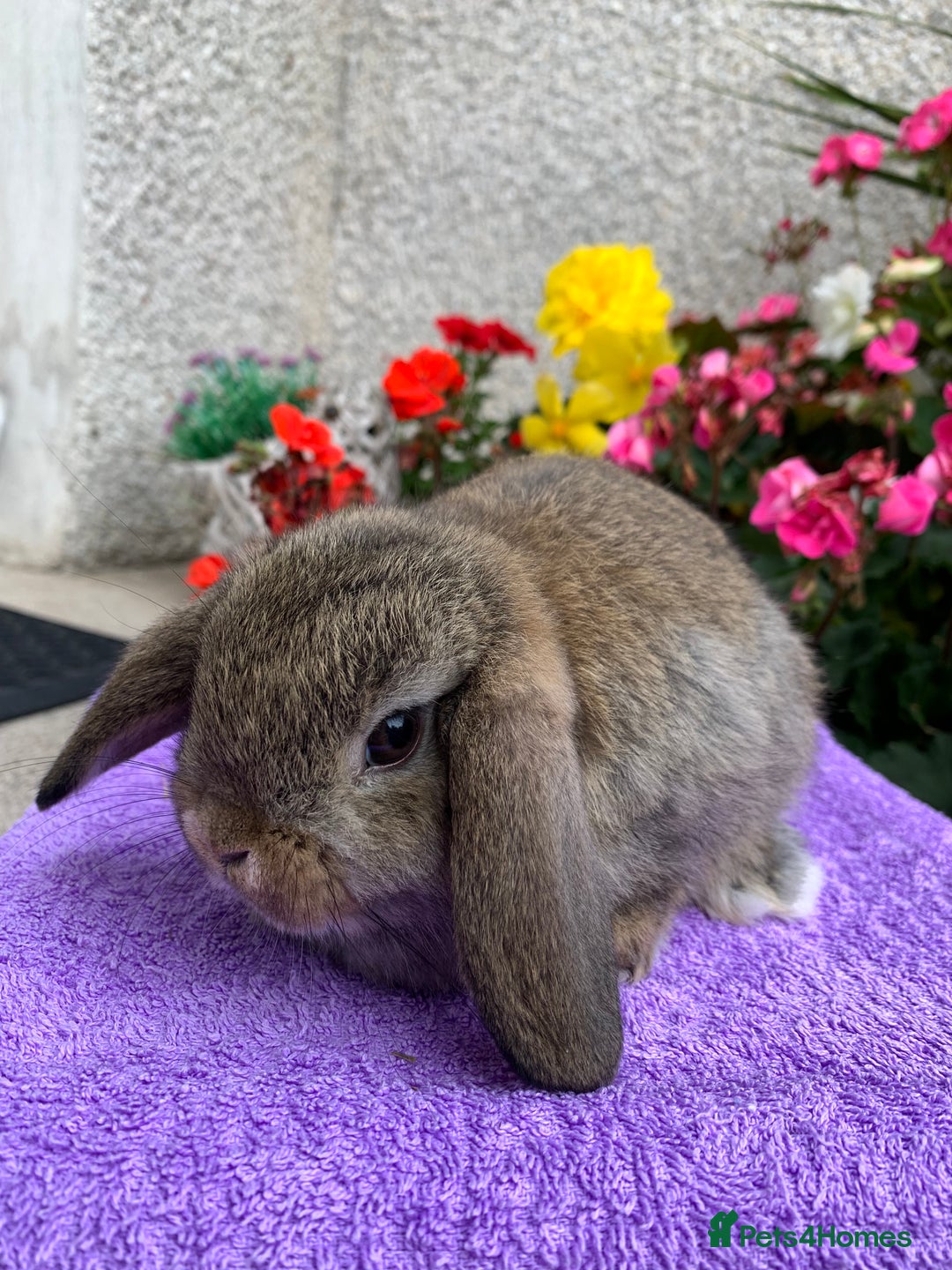 Mini Lop rabbits for sale: Gorgeous Baby Mini Lop Boy Ready Now - Image 5