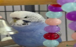 Budgerigars birds for sale: 2 Budgies and cage for sale - Image 2