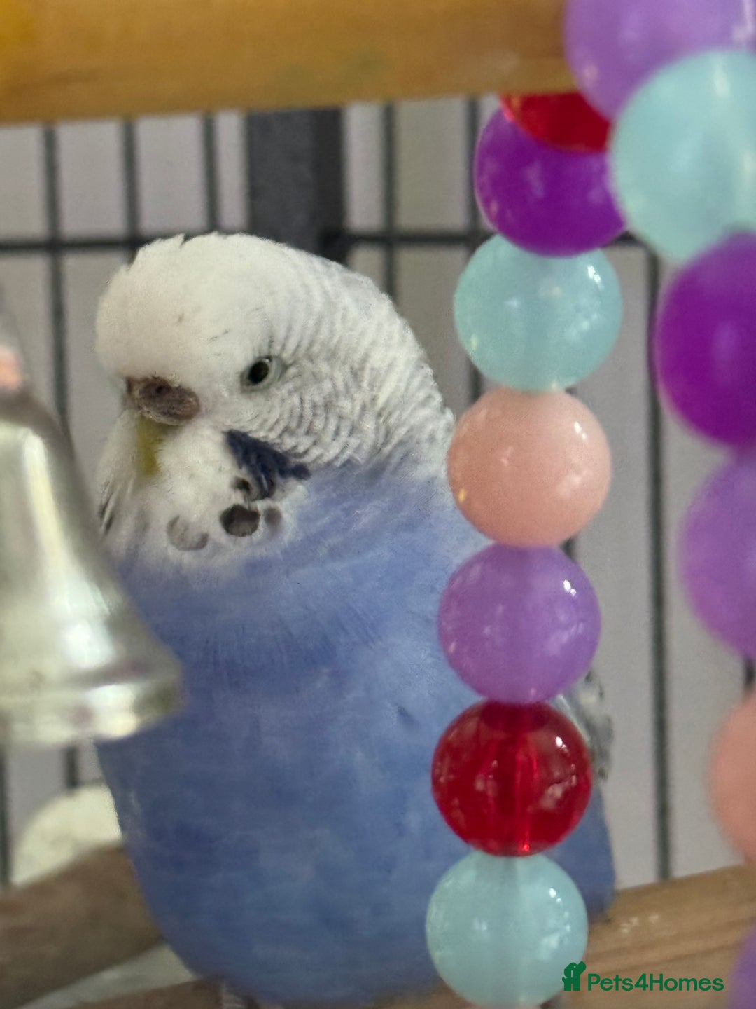 Budgerigars birds for sale: 2 Budgies and cage for sale - Image 2