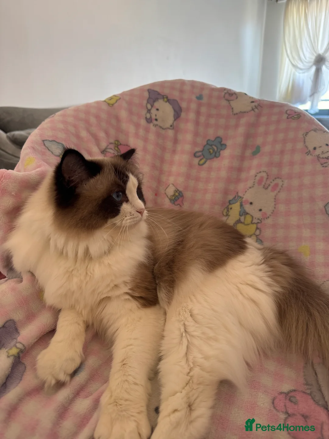 Ragdoll cats for sale: Female ragdoll in London - Advert 2