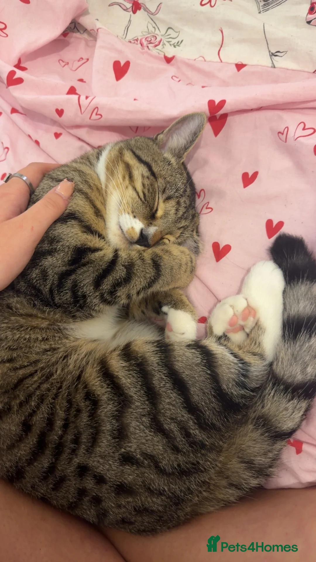 Domestic Shorthair cats for sale: 11 month old affectionate Male cat - Advert 2