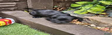 Sprocker 2