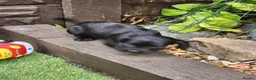 Sprocker dogs for sale:  SPROCKERS - Advert 3
