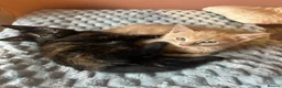 Mixed Breed cats for sale: Fantastic Farm Kittens  - Advert 2