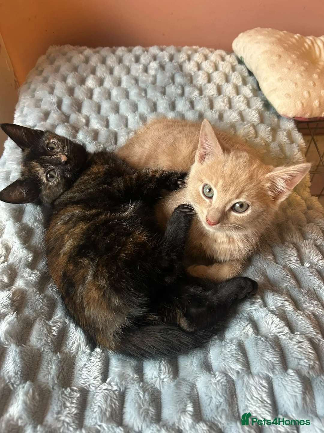 Mixed Breed cats for sale: Fantastic Farm Kittens  - Advert 2