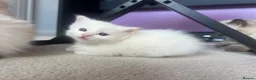 Ragdoll cats for sale: ❤️Beautiful Ragdoll Kittens❤️ in Brentwood - Advert 16
