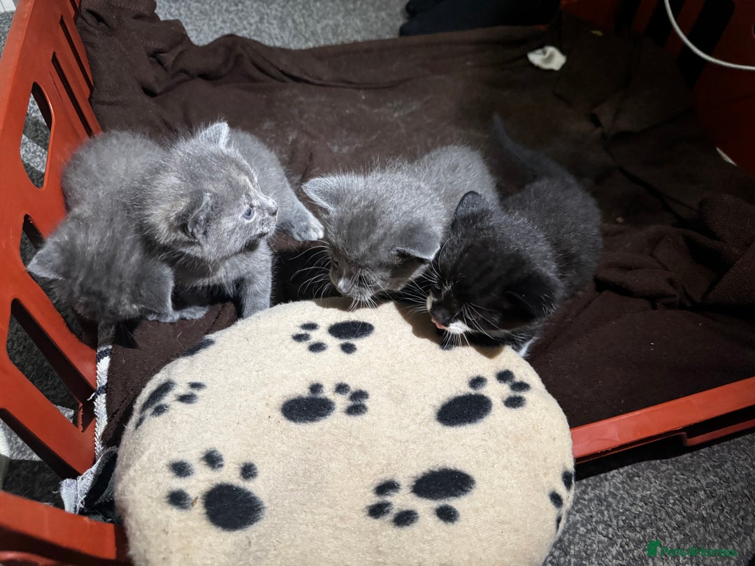 Mixed Breed cats for sale: Adorable kittens and others Looking for Home - Advert 5