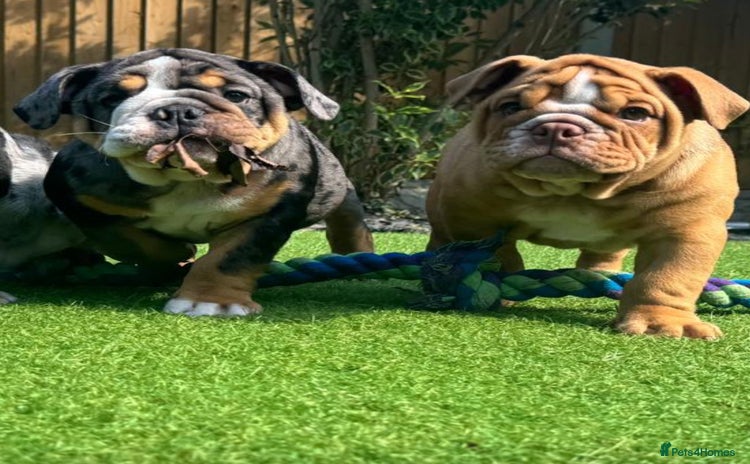 English Bulldog dogs - Advert 1