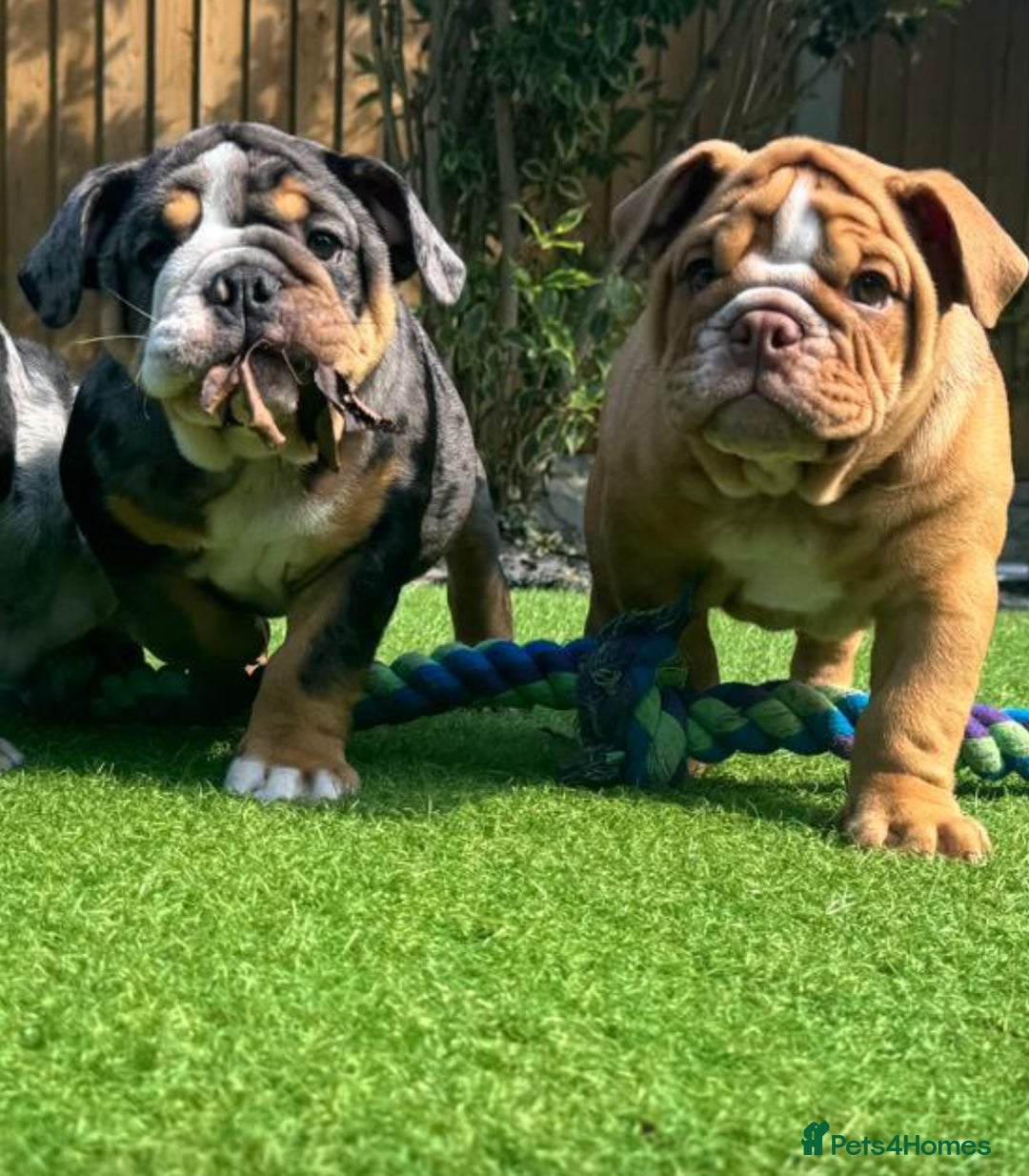 English Bulldog dogs for sale: LAST TWO LEFT Full Pedigree health tested bulldogs - Image 1